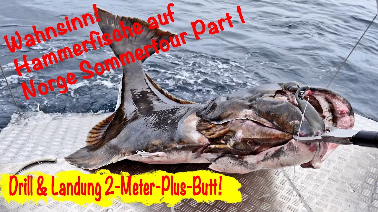 Hammerfische in Norwegen! Sommertour 2024