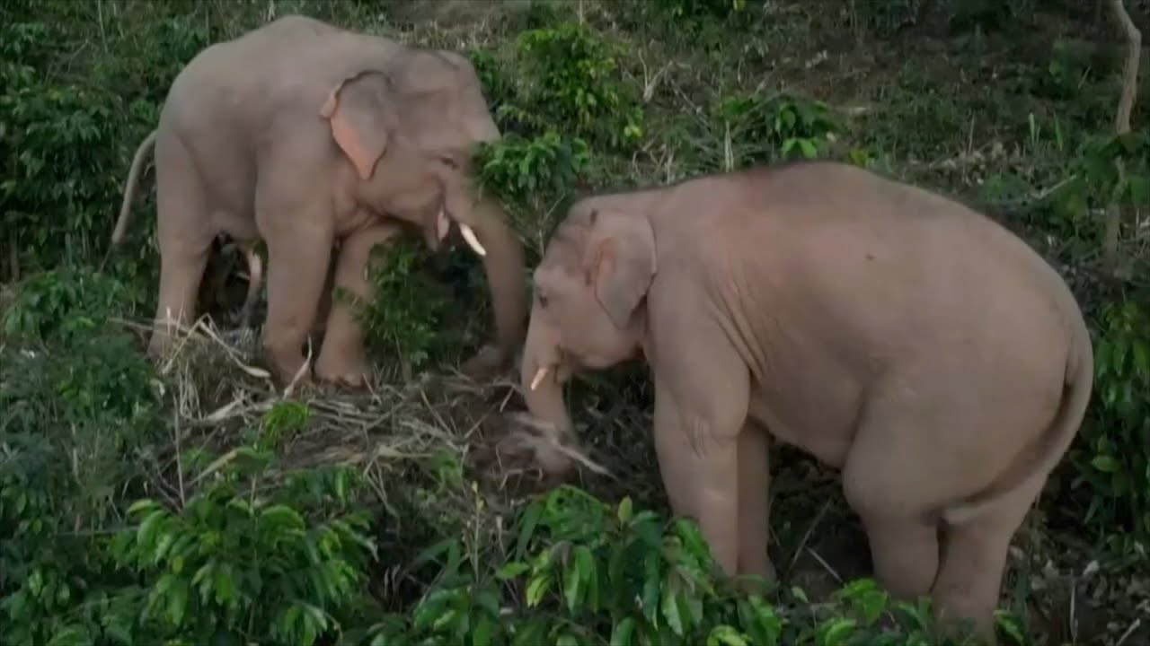 What happened after the wandering wild Asian elephants returned home?