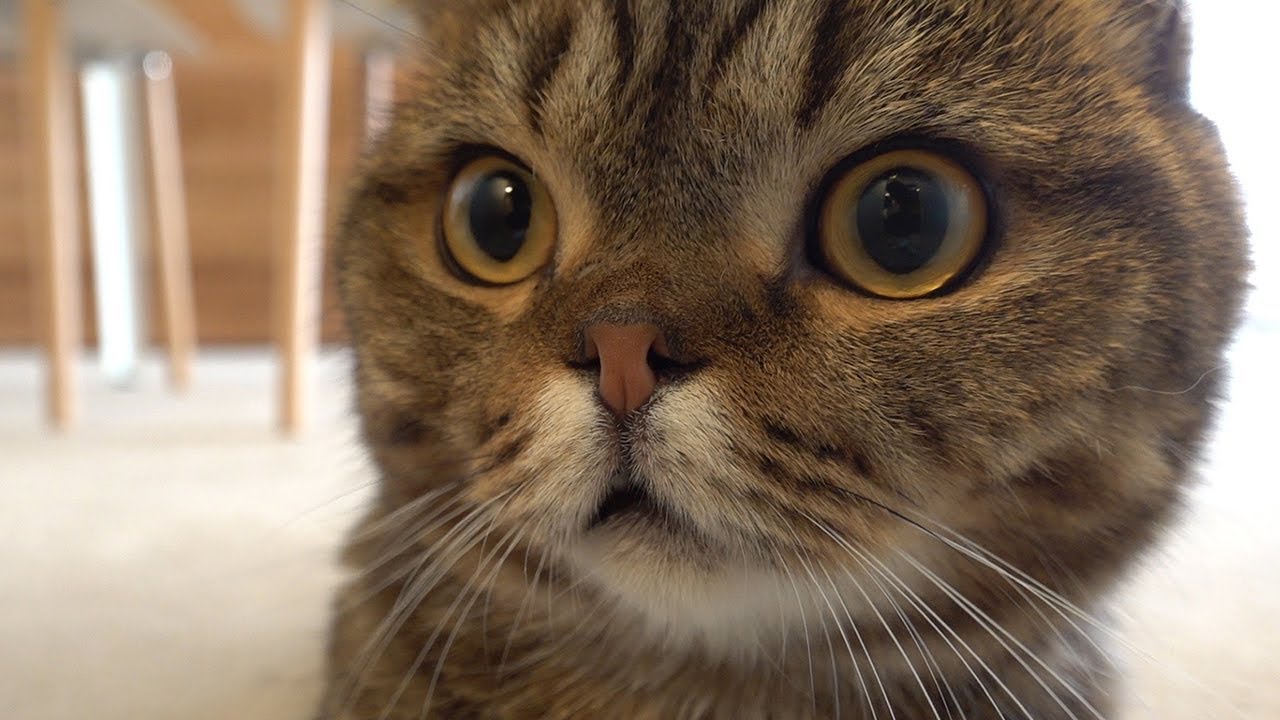 (RUS SUB) Лулу действительно... великолепен.