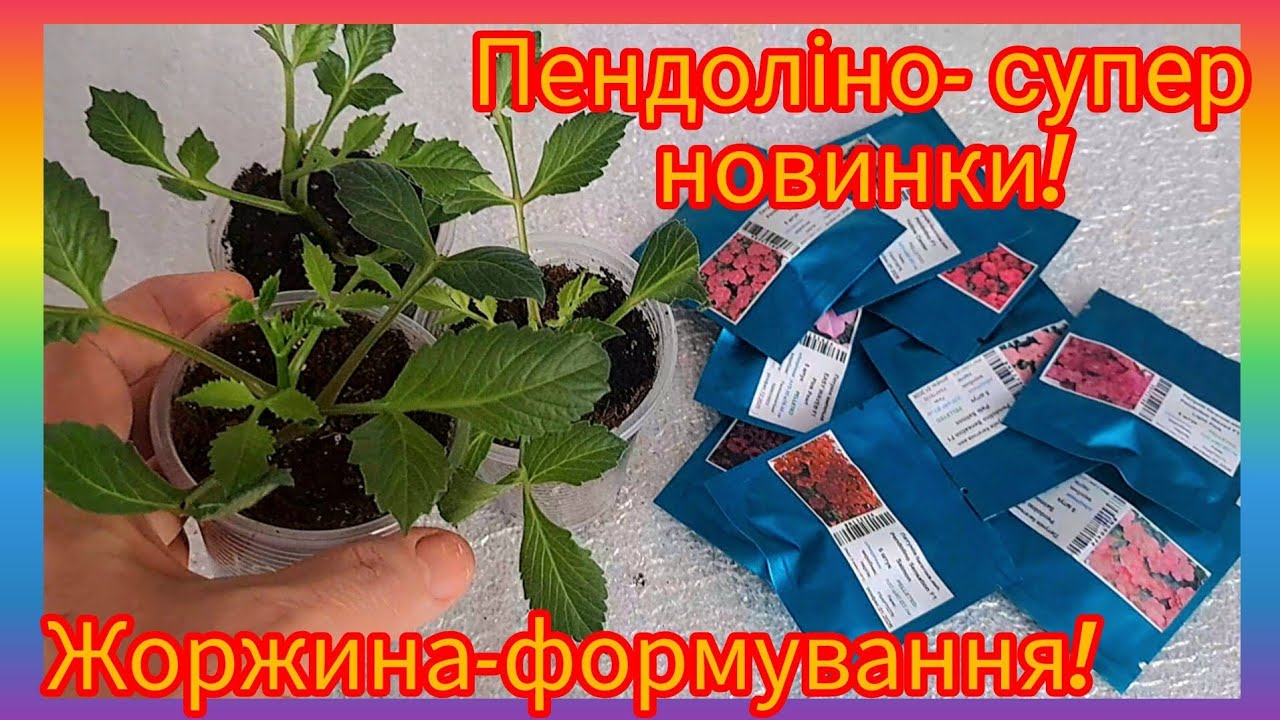 Докупила- не лишнє🤭!Формуємо жоржину☝️- перша прищіпка‼️#plants #flowers #українськийконтент #квіти