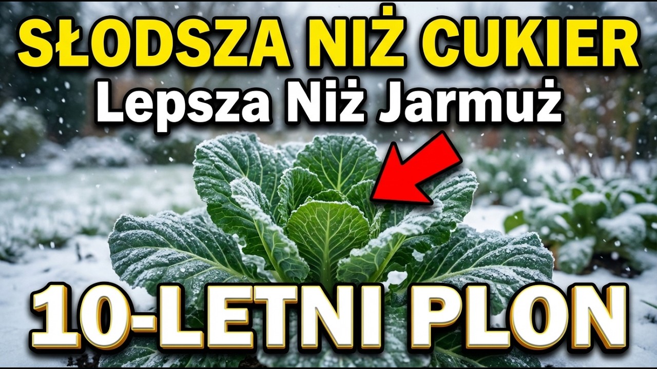 Lepsze niż jarmuż. Słodka &bdquo;nieśmiertelna&rdquo; roślina, kt&oacute;ra wyżywi cię przez 10 lat. (Nie kupuj nasion)