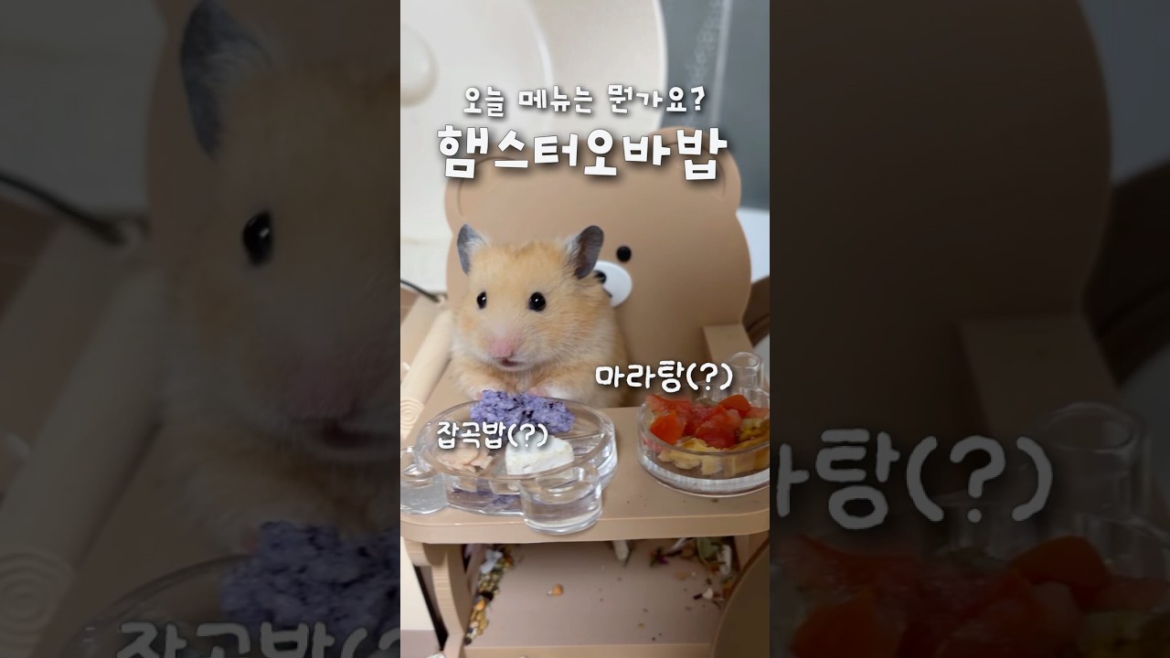 햄스터의날 야매 마라탕 오바밥