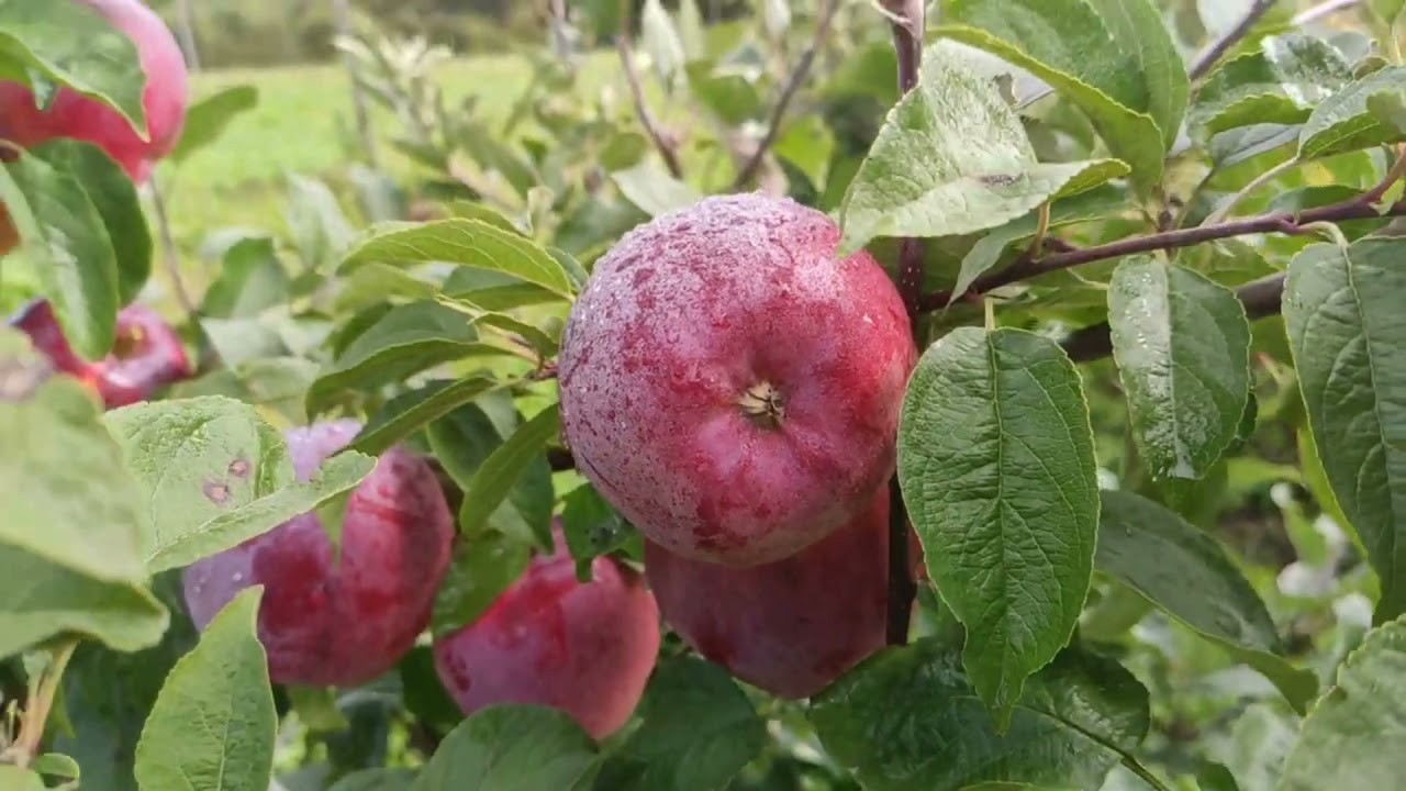 Вильямс Прайд, знаменитый сорт на севере Беларуси. Williams Pride apple.