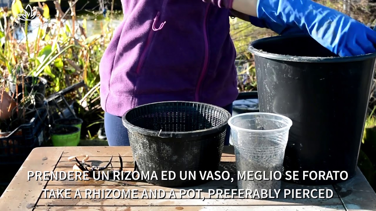 Come Invasare un rizoma di fior di loto? | How to pot a lotus flower rhizome? | Tutorial
