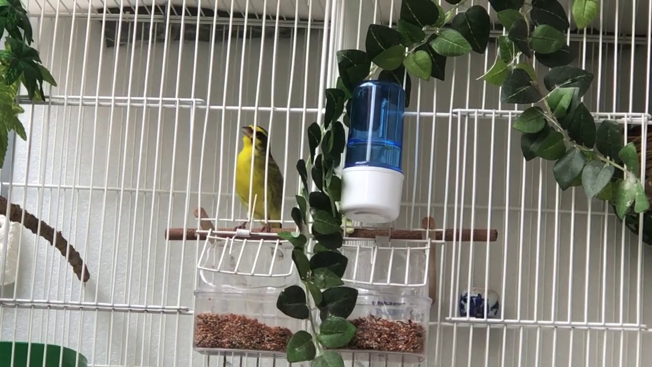 Thạch yến vàng hót( white tipped finch singing)