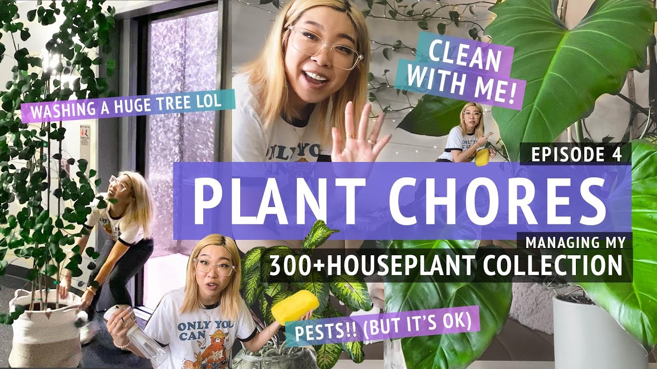 PLANT CHORES: Cleaning houseplants! Treating spider mites and scale, washing a tree, pest prevention