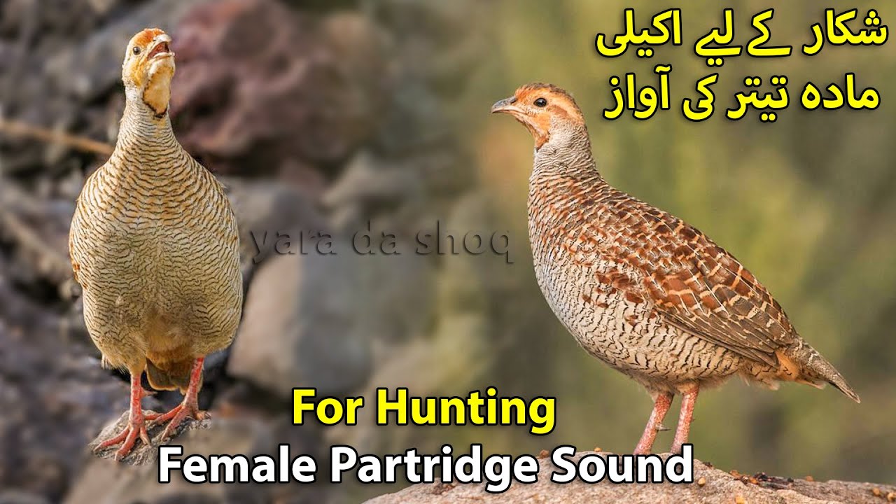 Shikar k Liye Female Teetar Voice | Madi Teetar ki Awaz Hunting | Female Partridge Sound for Hunt