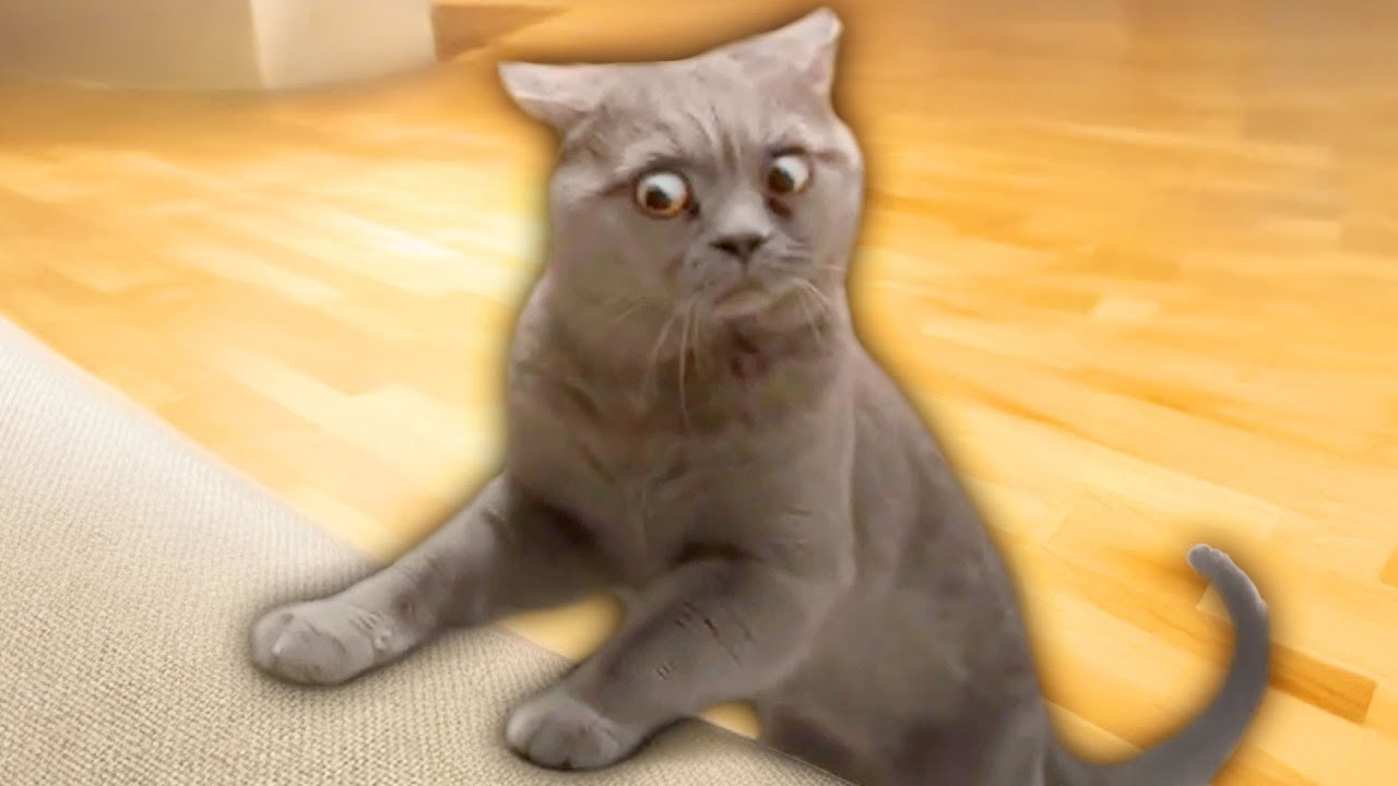 Try Not To Laugh 😍 Best Funny Cats and Dogs Videos 2026 😻🐶 Part 3