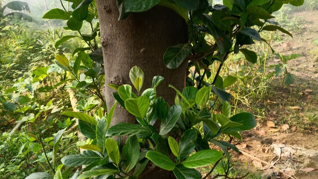 Sd 23 gorakhpuriya स्वागत है हमारे वीडियो में