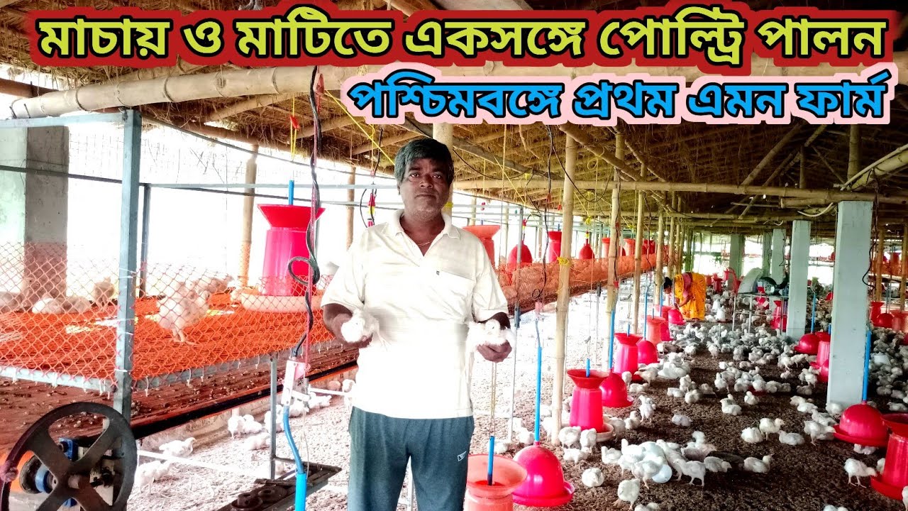 একসঙ্গে মাচায় এবং মেঝেতে কিভাবে পোল্ট্রি পালন করবেন ? |  #poultryfarming