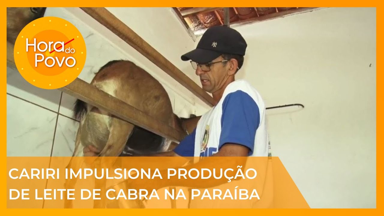 Cariri impulsiona produção de leite de cabra na Paraíba.