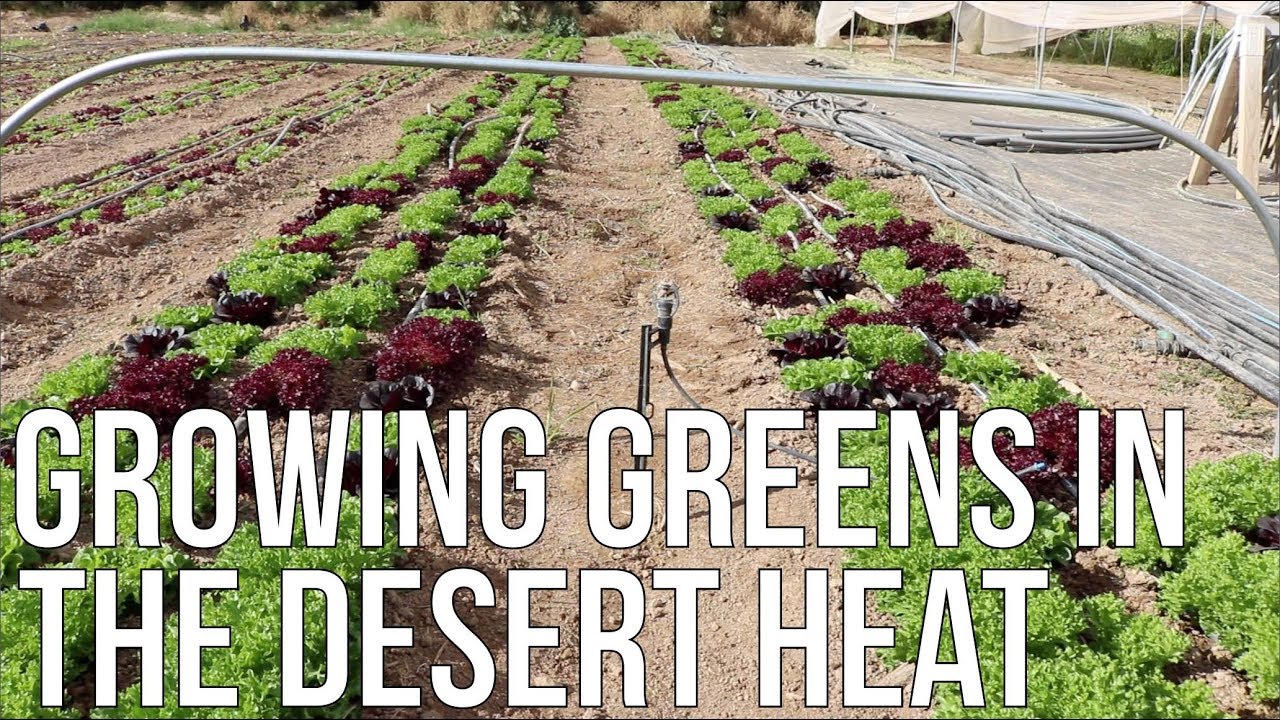 Growing Greens In The Desert Heat!