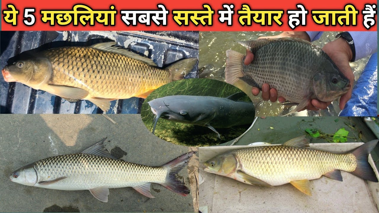 बिना 1₹ का खाना दिए मछली तैयार करें #fishfarming