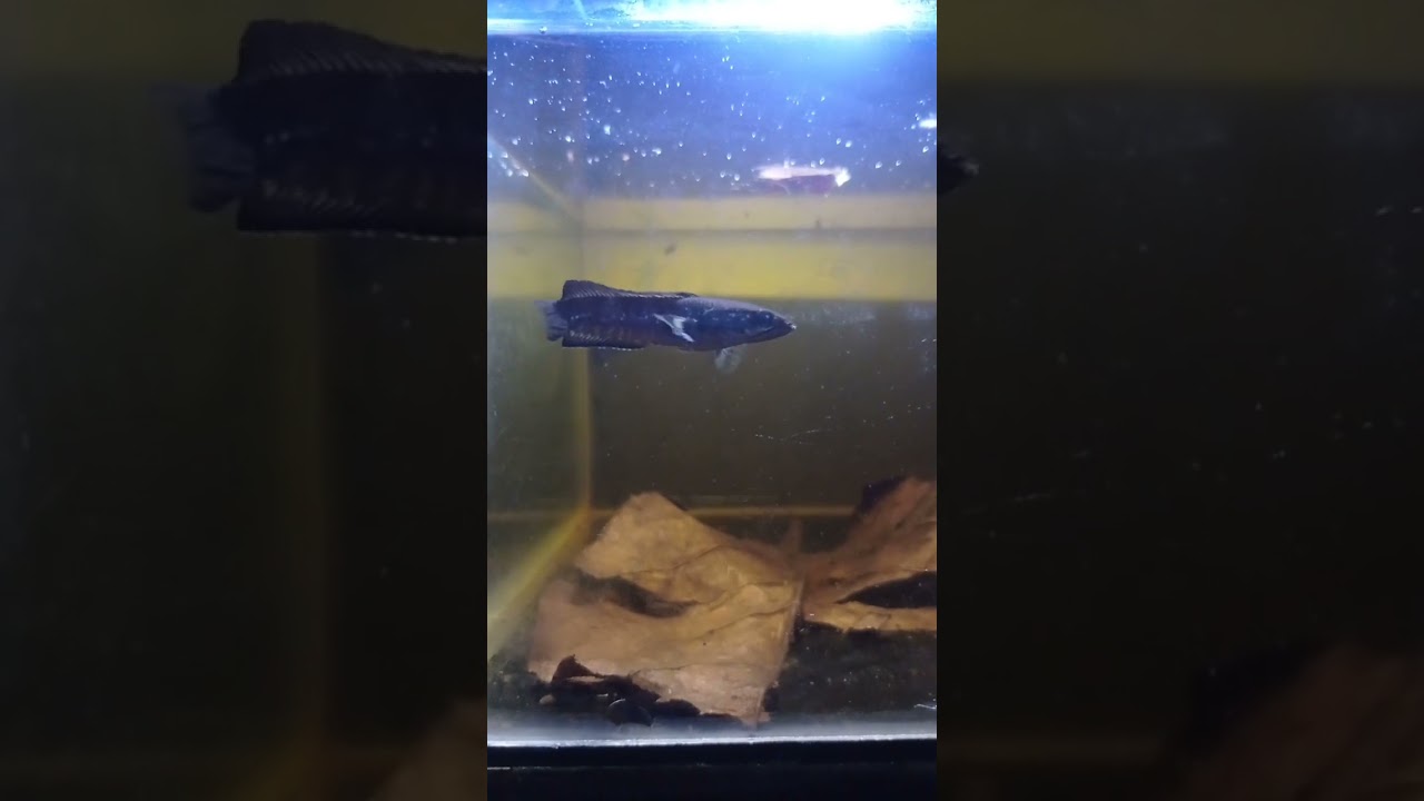 Chana Blue Pulchra baby #shorts