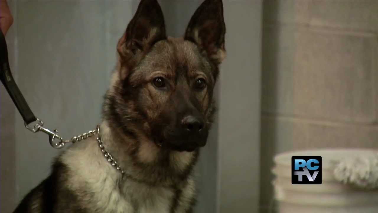 Puyallup K-9 Police Tracking Dogs