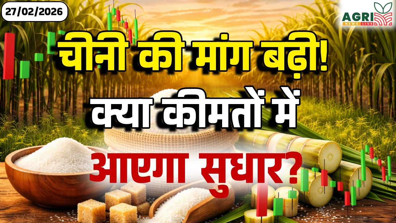चीनी की मांग बढ़ने से क्या कीमतों में आएगा सुधार? | Chini Bhav Today