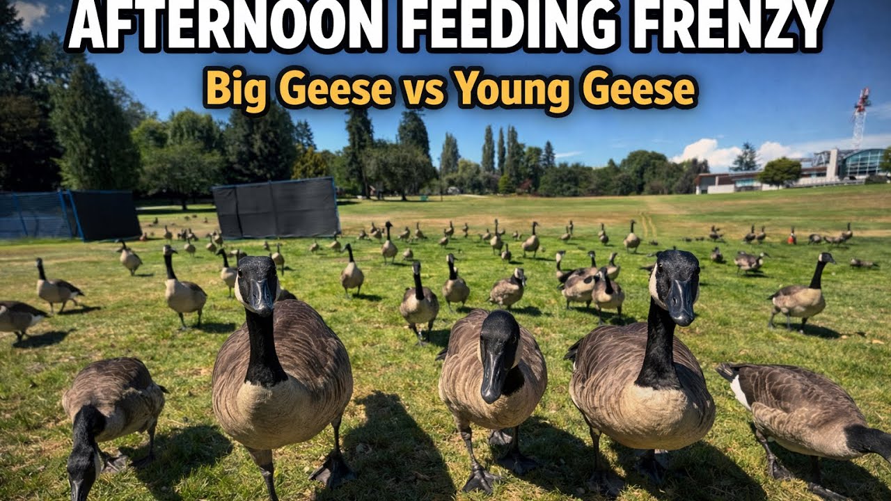 🔥 Afternoon Feeding Frenzy | Big Geese vs Young Geese