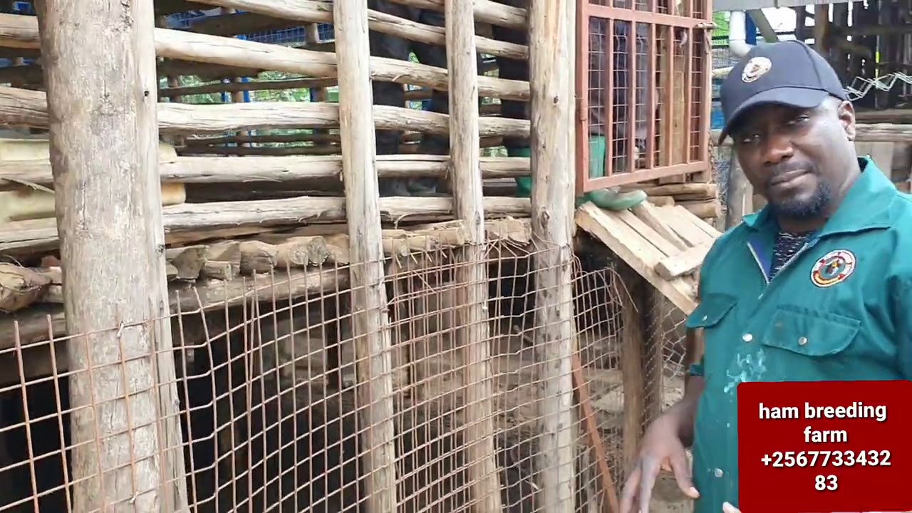 Mistakes farmer do in goat farming by hamiisi semanda +256773343283