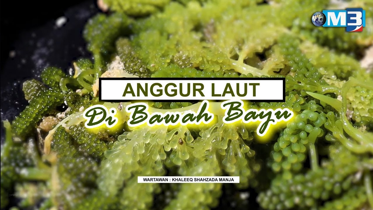 [FULL] Majalah 3 (2022) | 17 Oct - Anggur Laut Di Bawah Bayu