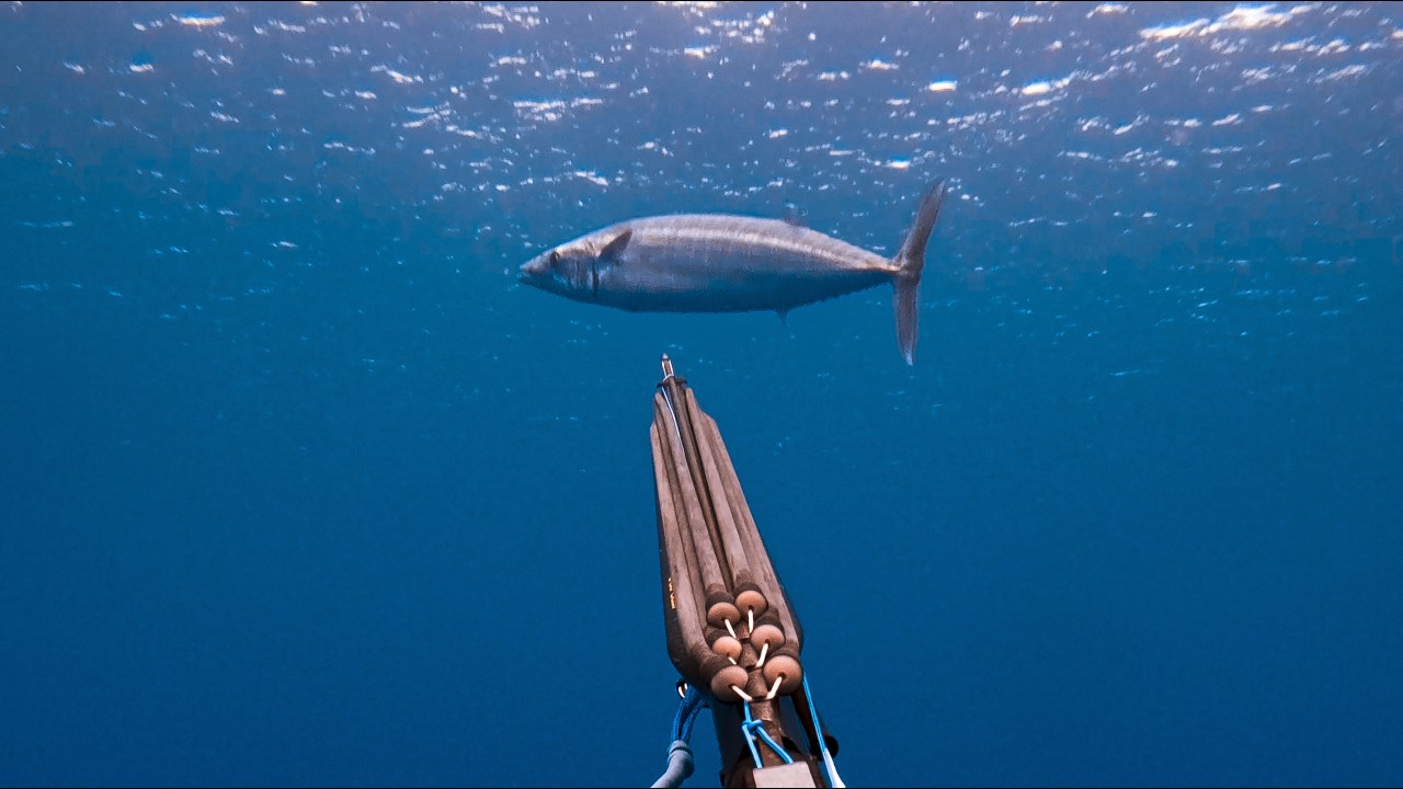 Spearfishing GIANT WAHOO and DOGTOOTH in Remote Tonga!