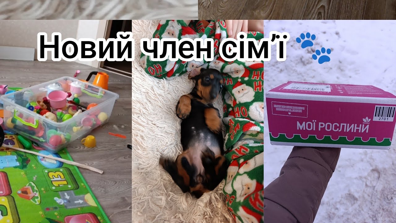 День без світла, але з новим світлом у серці | Ми взяли таксу 🐾