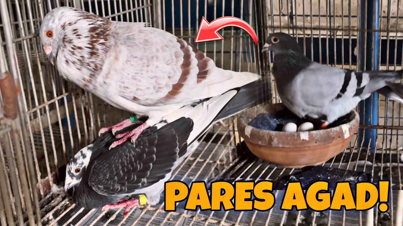 KALAPATING MAGALING AGAD SUMAKAY SA KAPARES NYANG RACING