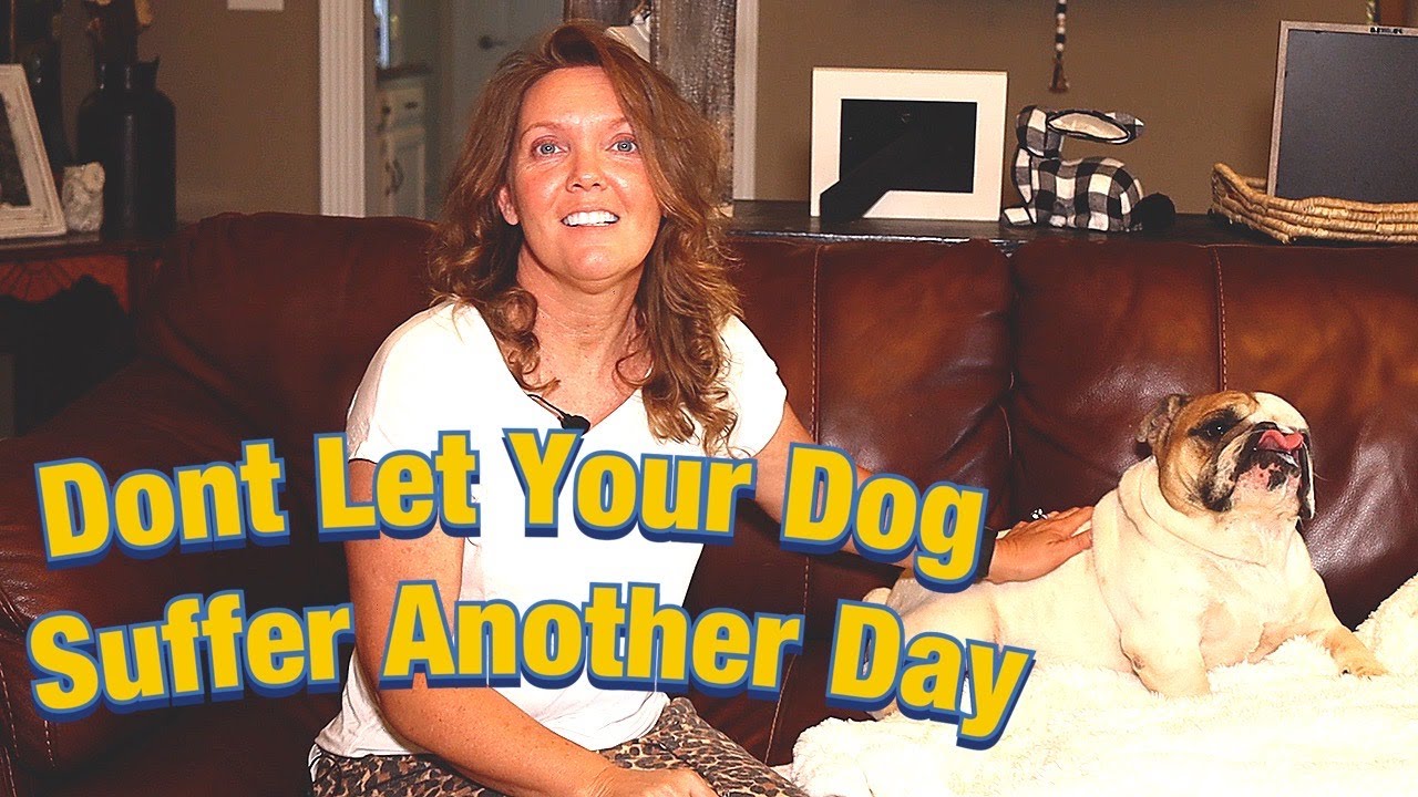How To Determine What Type Of Allergy Your Dog Has And How To Treat It