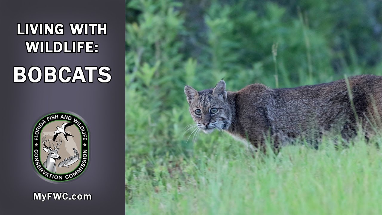Living with Wildlife: Bobcats