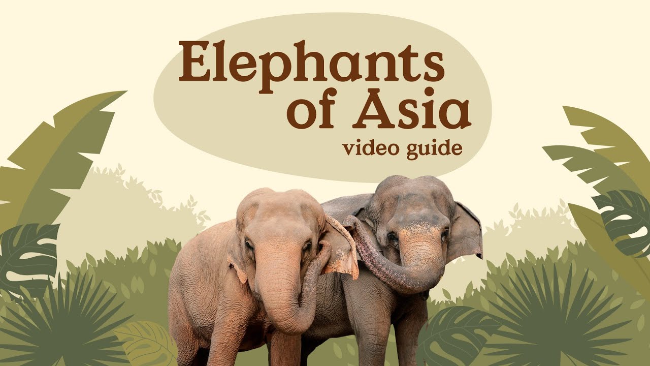 Video Guide - Elephants of Asia