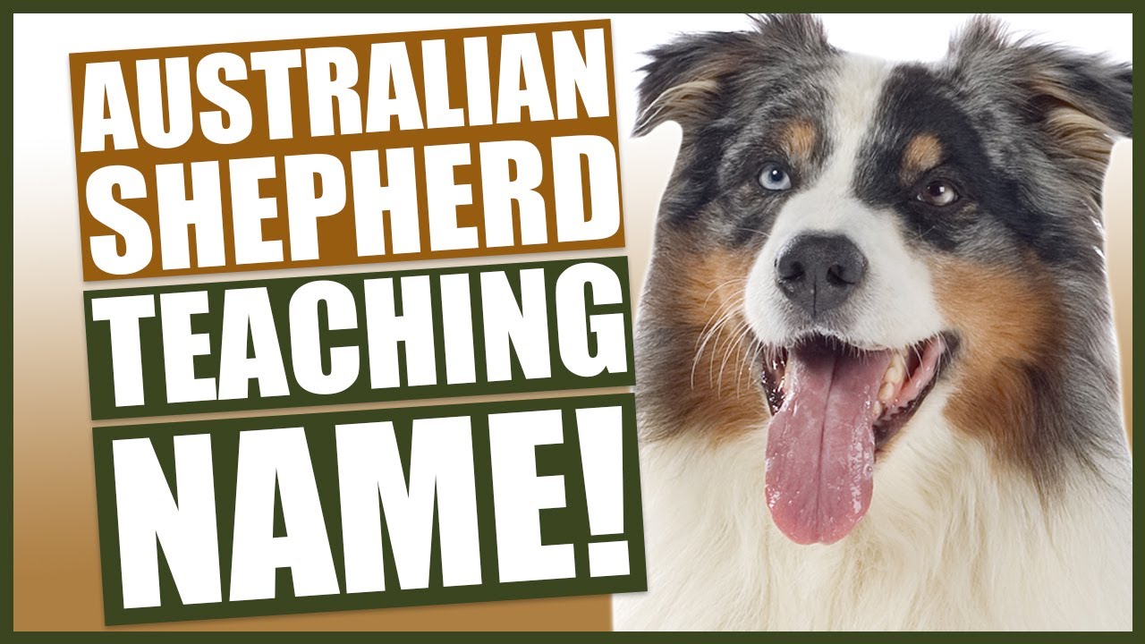 PUPPY TRAINING! Teaching Your AUSTRALIAN SHEPHERD Puppy Their Name