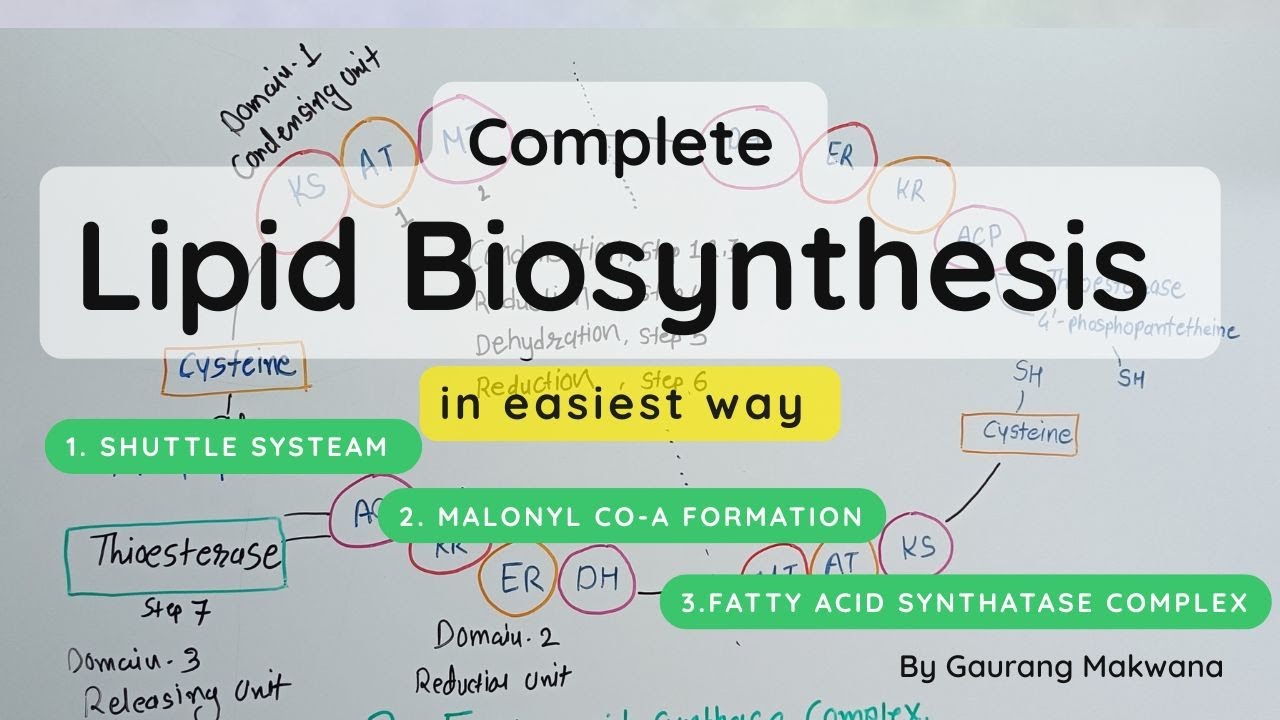 Lipid Biosynthesis Made Simple | Shuttle System, Malonyl-CoA & Fatty Acid Synthase Explained