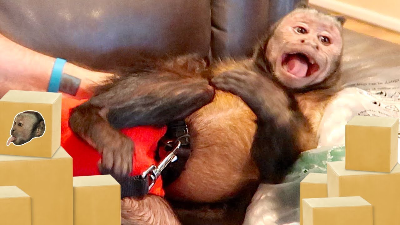 Monkey Excited For Mail! (MONKEY SWING)