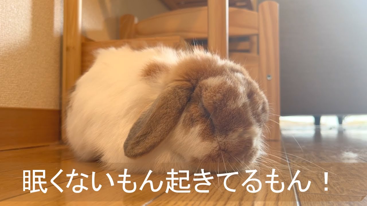 負けない！睡魔と戦い勝つ（？）うさぎさん！【垂れ耳うさぎのまったりチャンネル】