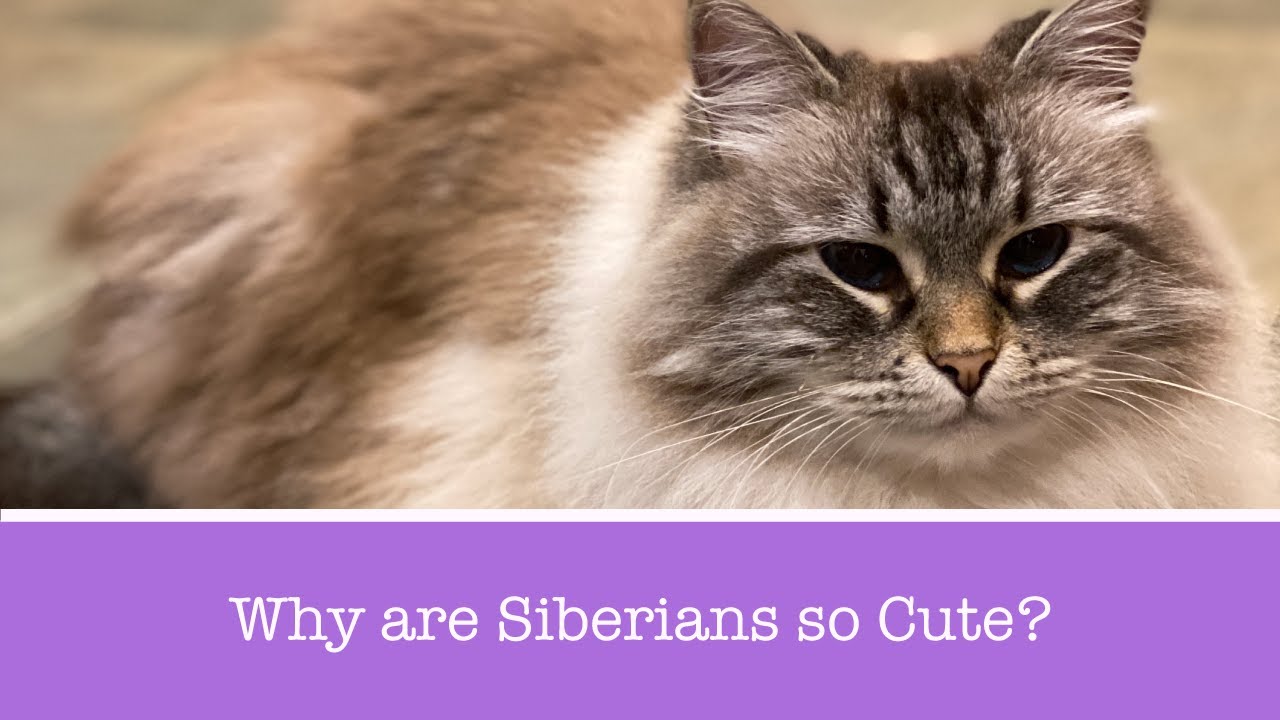 Why Are Siberian Cats So Cute?