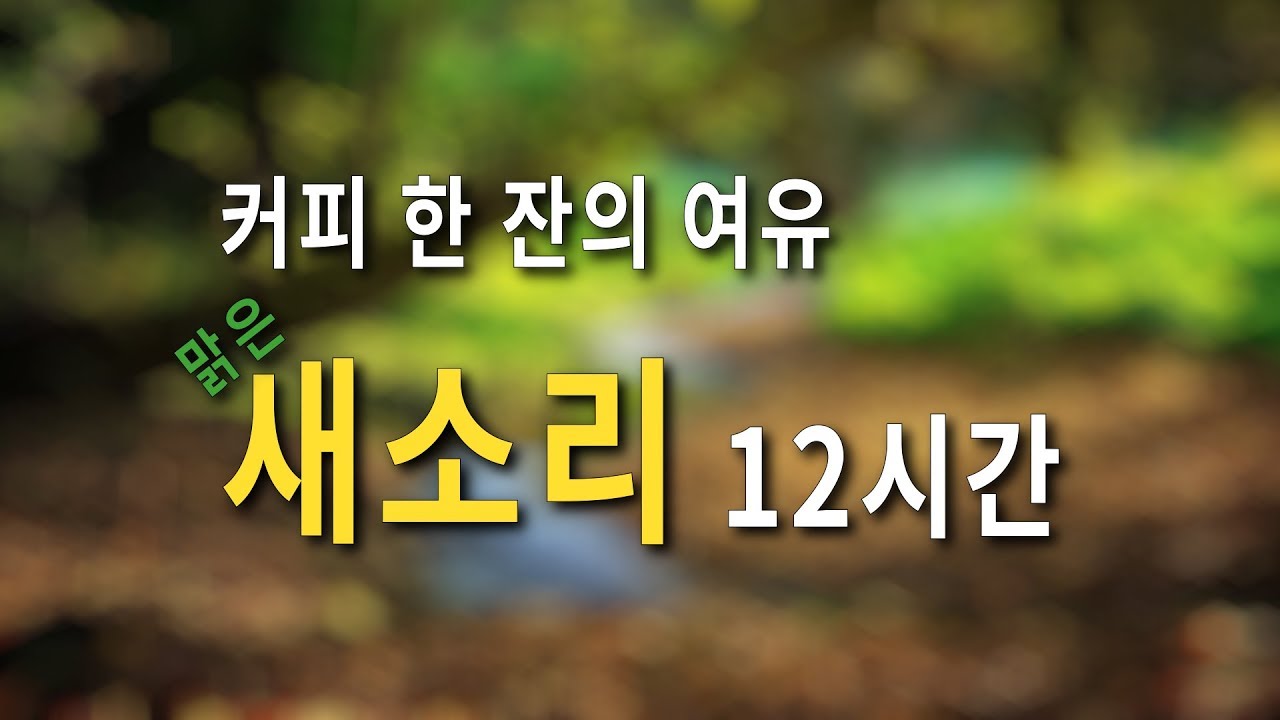 맑은 새소리와 함께 커피 한 잔의 여유를.. 백색소음 Forest Birds Chirping 12시간 I 까페 I ASMR I 공부 I 수면