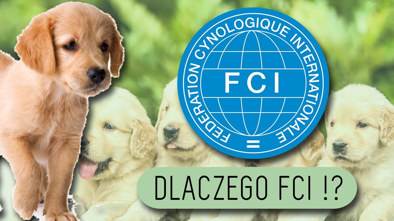 Po co Ci pies z LEGALNEJ HODOWLI FCI?