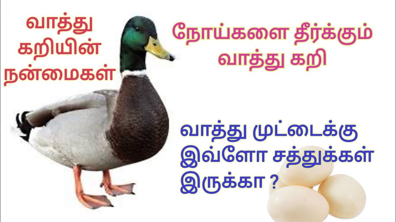 வாத்து கறியின் நன்மைகள்|நோய்களை குணப்படுத்தும் வாத்து கறி|Health benefits of duck meat & egg tamil