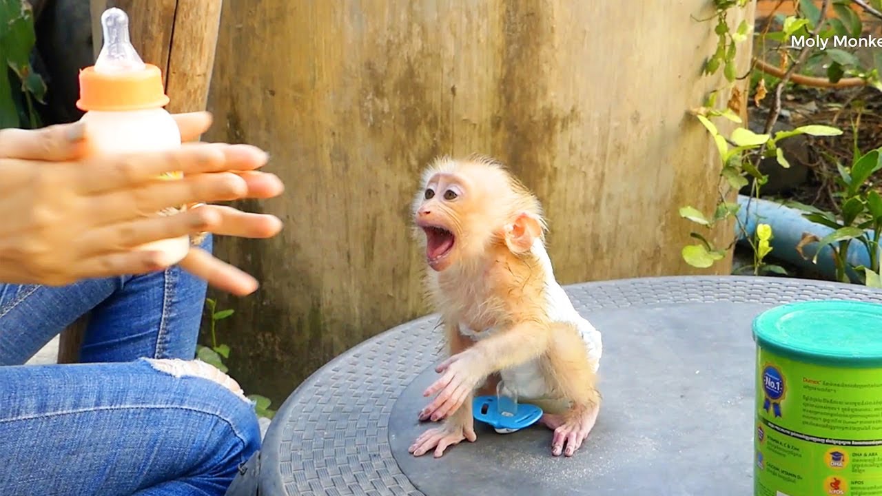 Super Small Moly Raise Hand Up & Shout Very Loudly To Request Milk