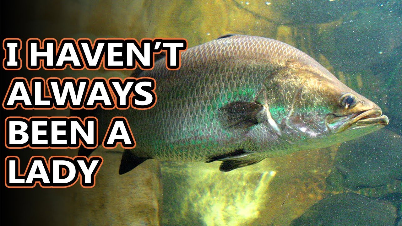 Barramundi facts: metery mamas | Animal Fact Files