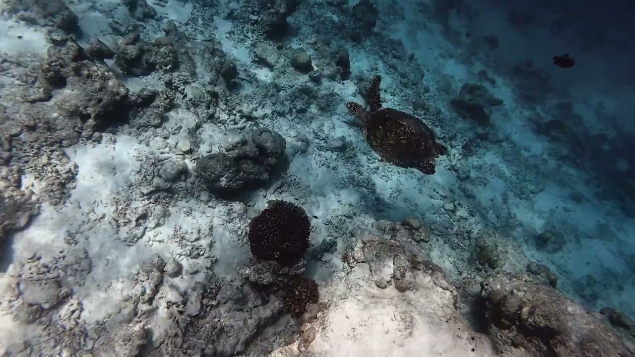 Ukulhas reef 2