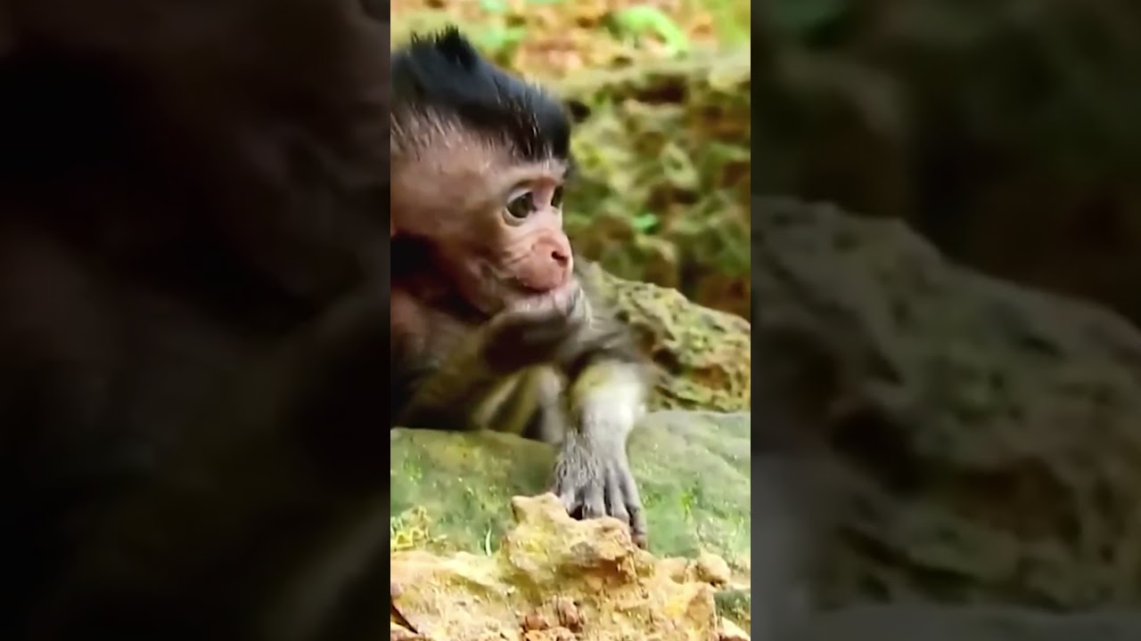 Poor little baby monkey #monkey #animal #fyp #love #foryou #foryoupage #video #fb #reels #reel #shor