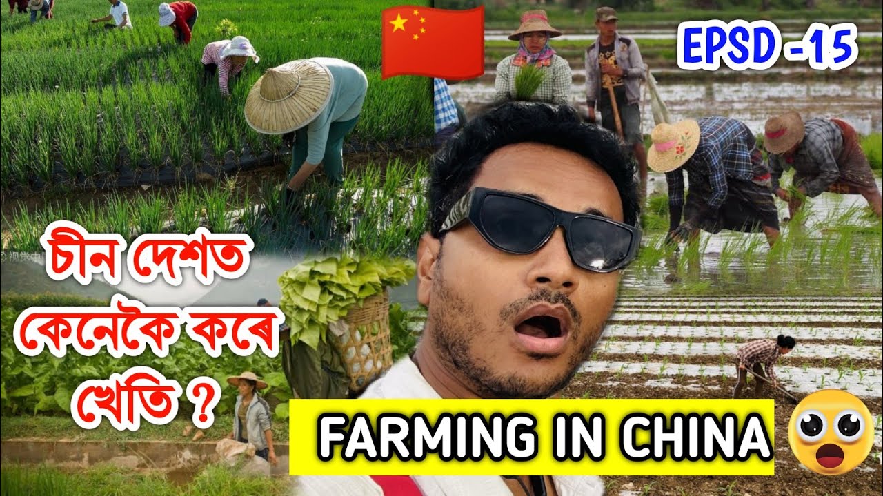 চীন দেশত কেনেকৈ কৰে খেতি ? Explore Farming in China🇨🇳 by Bhukhan Pathak epsd-15