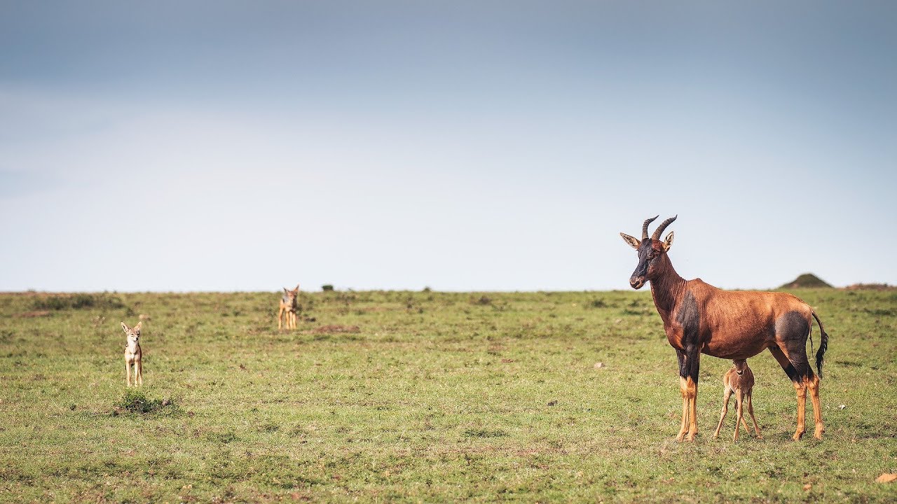 Amazing Mother Saves Newborn Baby From Hungry Jackals
