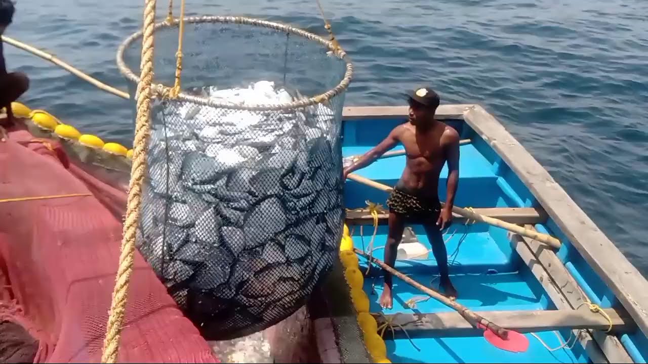 Goan pomfret Fish Huge Quantity !!Sea Fishing!!