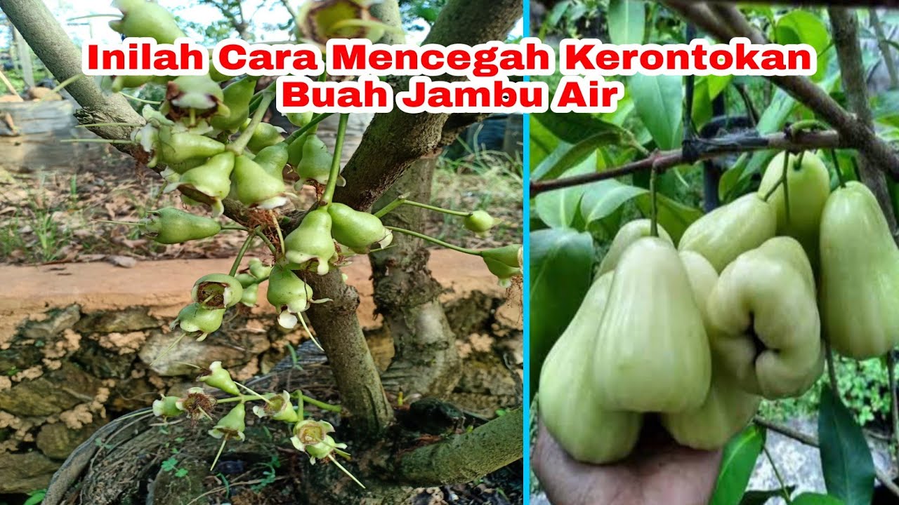 Cara Mencegah Kerontokan Buah Pada Jambu Air