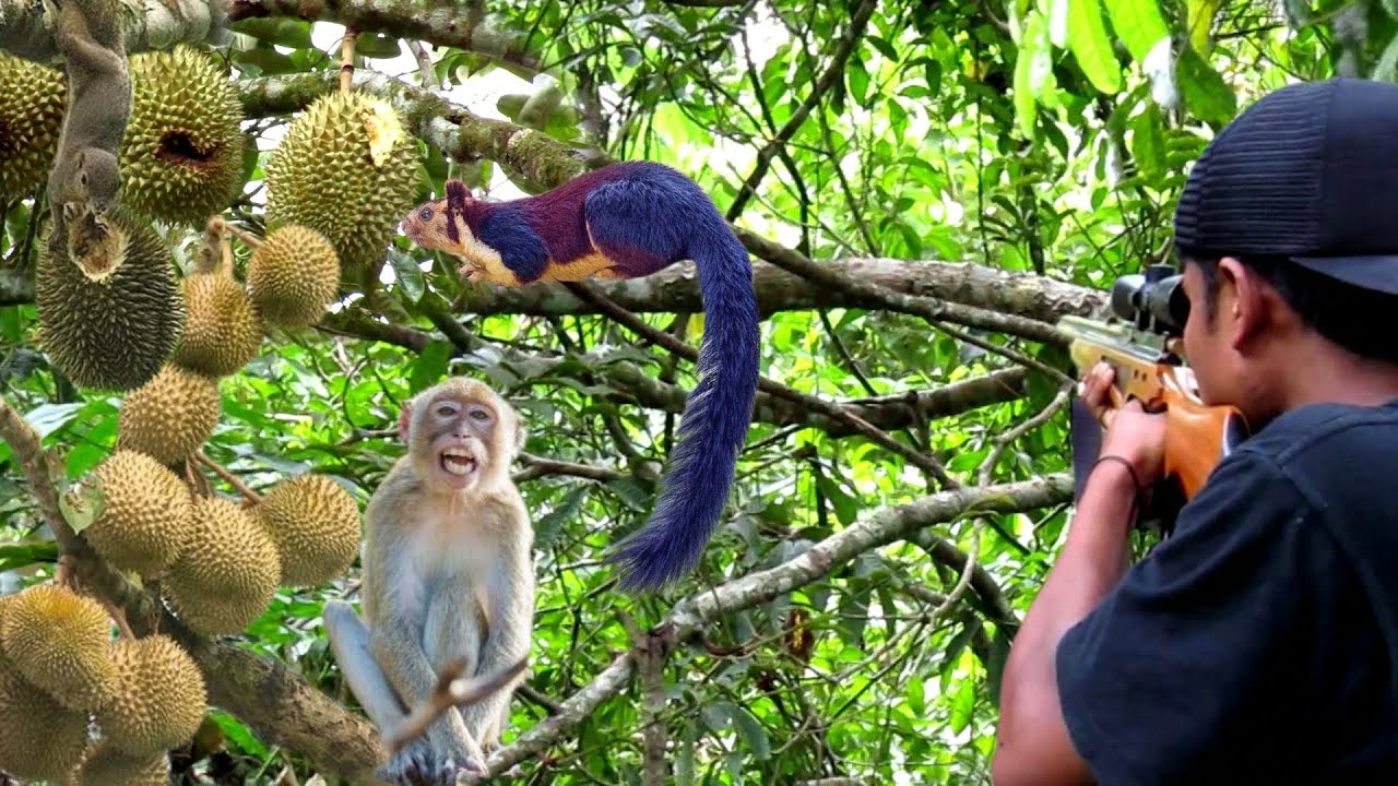 BERBURU HAMA DURIAN & HAMA LIAR PEMAKAN BUAH  YANG MASUK KE KEBUN WARGA