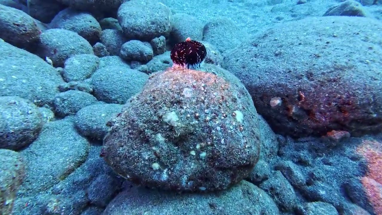 Kona 10/14/2024 - Dive 3 - Garden Eel Cove