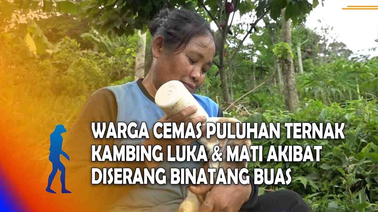 MADIUN Warga Cemas Puluhan Ternak Kambing Luka & Mati Akibat Diserang Binatang Buas