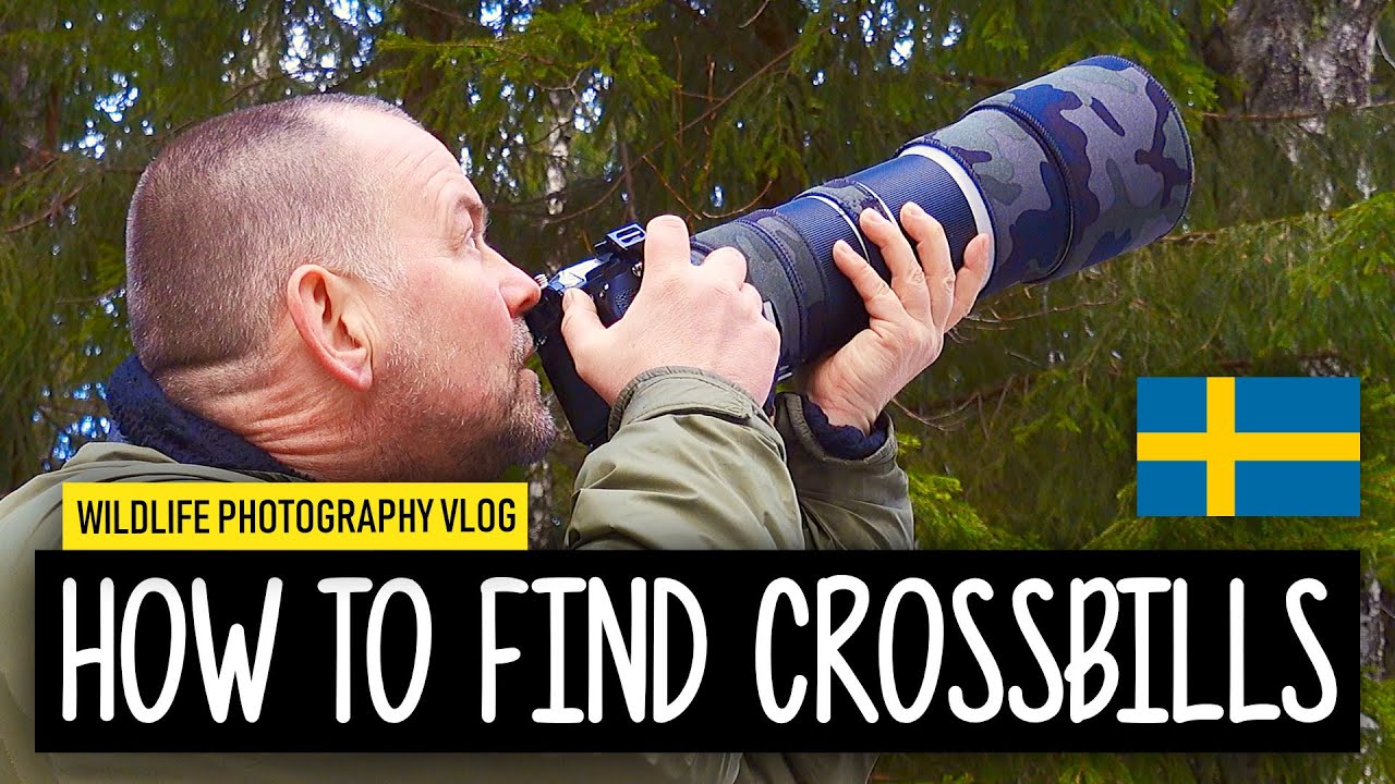 Amazing day of Photographing Nordic Birds | Wildlife Photography Vlog