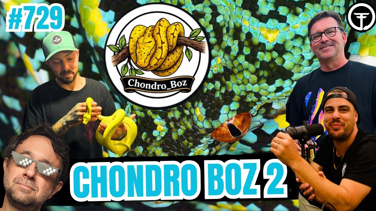 How Do Aussie Chondro Keepers Really View The GTP Community In America | All In The Tree (Live)